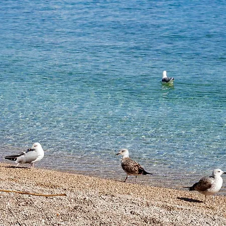 Splendid Beachfront 公寓 *